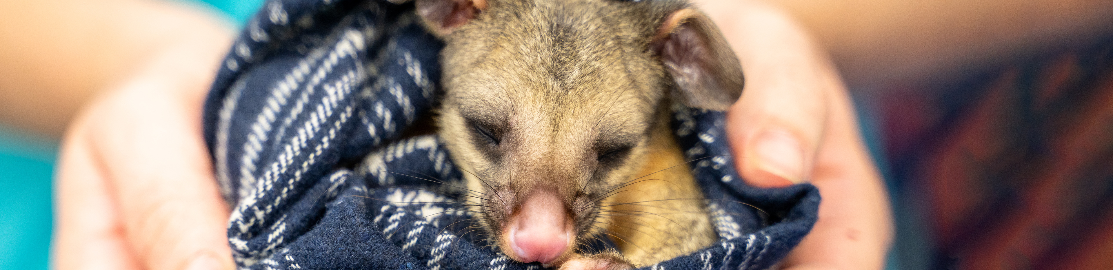 baby possum in human hands